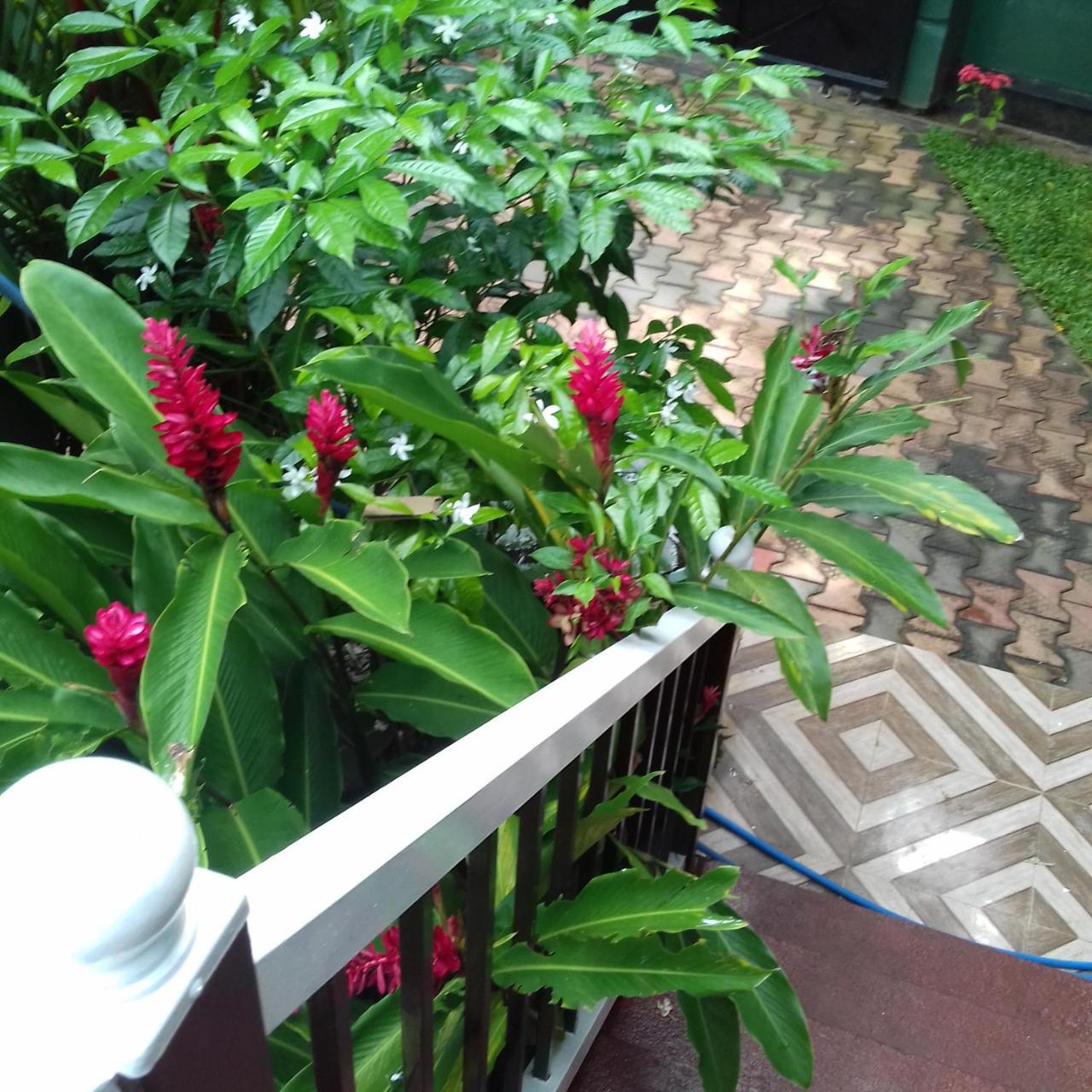 Rainbow Guest House Hikkaduwa Esterno foto